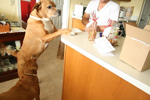 Simbone on the counter